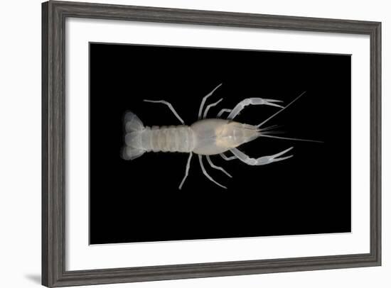 Coastal Lowland Cave Crayfish (Procambarus Leitheuseri) Crystal Springs Beach, Florida, USA-Barry Mansell-Framed Photographic Print