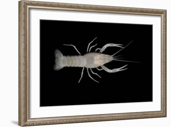 Coastal Lowland Cave Crayfish (Procambarus Leitheuseri) Crystal Springs Beach, Florida, USA-Barry Mansell-Framed Photographic Print