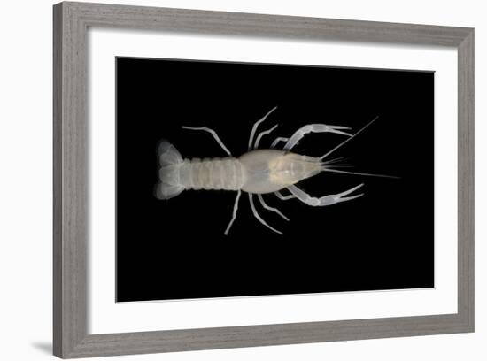 Coastal Lowland Cave Crayfish (Procambarus Leitheuseri) Crystal Springs Beach, Florida, USA-Barry Mansell-Framed Photographic Print