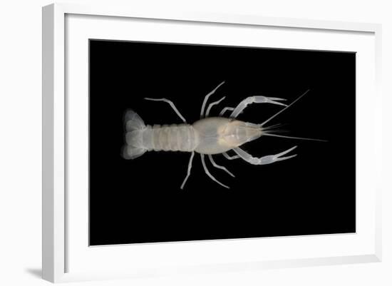 Coastal Lowland Cave Crayfish (Procambarus Leitheuseri) Crystal Springs Beach, Florida, USA-Barry Mansell-Framed Photographic Print