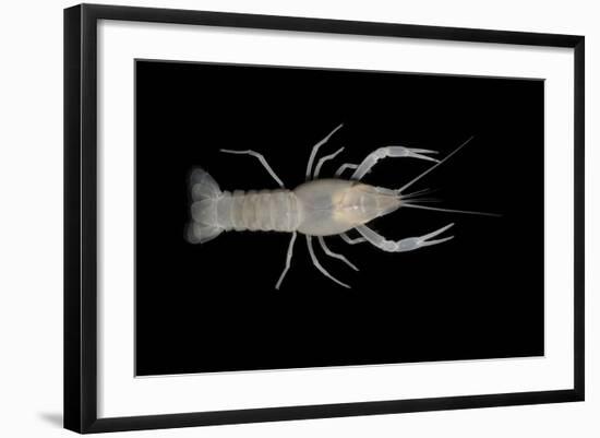 Coastal Lowland Cave Crayfish (Procambarus Leitheuseri) Crystal Springs Beach, Florida, USA-Barry Mansell-Framed Photographic Print