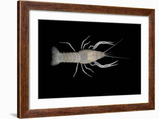 Coastal Lowland Cave Crayfish (Procambarus Leitheuseri) Crystal Springs Beach, Florida, USA-Barry Mansell-Framed Photographic Print