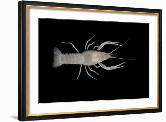 Coastal Lowland Cave Crayfish (Procambarus Leitheuseri) Crystal Springs Beach, Florida, USA-Barry Mansell-Framed Photographic Print