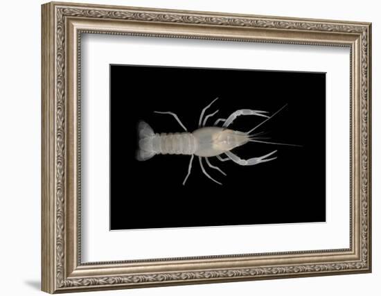 Coastal Lowland Cave Crayfish (Procambarus Leitheuseri) Crystal Springs Beach, Florida, USA-Barry Mansell-Framed Photographic Print