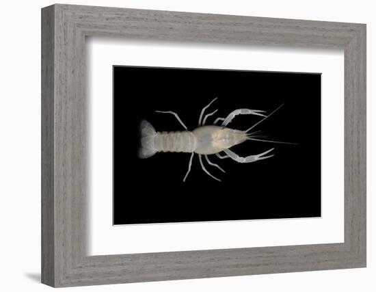 Coastal Lowland Cave Crayfish (Procambarus Leitheuseri) Crystal Springs Beach, Florida, USA-Barry Mansell-Framed Photographic Print