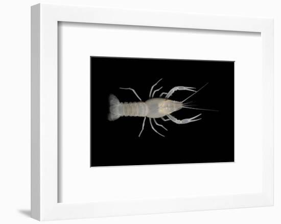 Coastal Lowland Cave Crayfish (Procambarus Leitheuseri) Crystal Springs Beach, Florida, USA-Barry Mansell-Framed Photographic Print