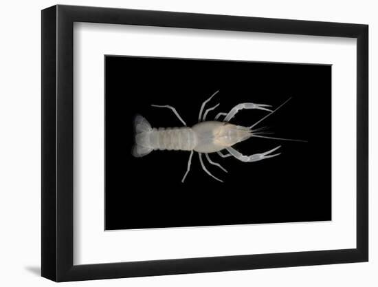 Coastal Lowland Cave Crayfish (Procambarus Leitheuseri) Crystal Springs Beach, Florida, USA-Barry Mansell-Framed Photographic Print