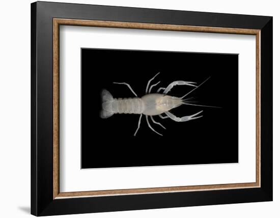 Coastal Lowland Cave Crayfish (Procambarus Leitheuseri) Crystal Springs Beach, Florida, USA-Barry Mansell-Framed Photographic Print