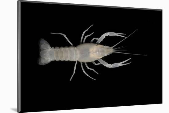 Coastal Lowland Cave Crayfish (Procambarus Leitheuseri) Crystal Springs Beach, Florida, USA-Barry Mansell-Mounted Photographic Print