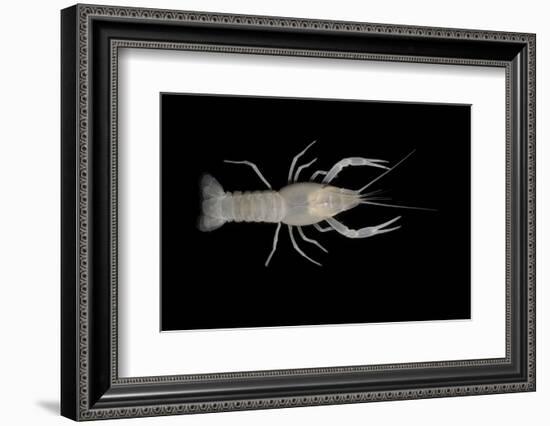 Coastal Lowland Cave Crayfish (Procambarus Leitheuseri) Crystal Springs Beach, Florida, USA-Barry Mansell-Framed Photographic Print