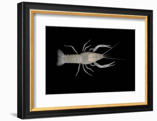 Coastal Lowland Cave Crayfish (Procambarus Leitheuseri) Crystal Springs Beach, Florida, USA-Barry Mansell-Framed Photographic Print