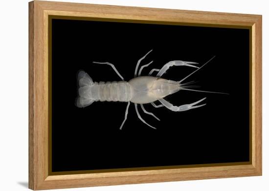 Coastal Lowland Cave Crayfish (Procambarus Leitheuseri) Crystal Springs Beach, Florida, USA-Barry Mansell-Framed Premier Image Canvas