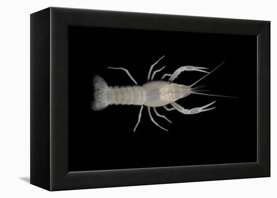 Coastal Lowland Cave Crayfish (Procambarus Leitheuseri) Crystal Springs Beach, Florida, USA-Barry Mansell-Framed Premier Image Canvas