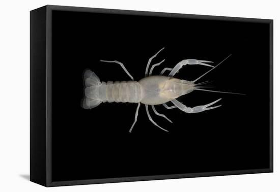 Coastal Lowland Cave Crayfish (Procambarus Leitheuseri) Crystal Springs Beach, Florida, USA-Barry Mansell-Framed Premier Image Canvas