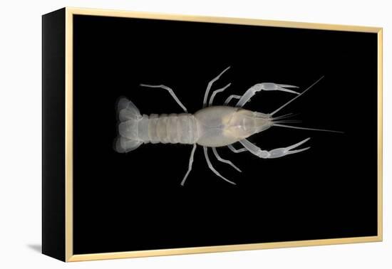 Coastal Lowland Cave Crayfish (Procambarus Leitheuseri) Crystal Springs Beach, Florida, USA-Barry Mansell-Framed Premier Image Canvas