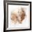 Coastal Mist Scallop-Ken Roko-Framed Art Print