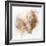 Coastal Mist Scallop-Ken Roko-Framed Art Print