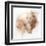 Coastal Mist Scallop-Ken Roko-Framed Art Print