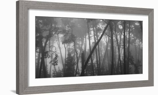 Coastal mist though Monterey pines. Monterey Coast, California, USA.-Art Wolfe-Framed Photographic Print