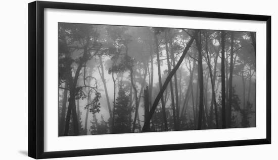 Coastal mist though Monterey pines. Monterey Coast, California, USA.-Art Wolfe-Framed Photographic Print