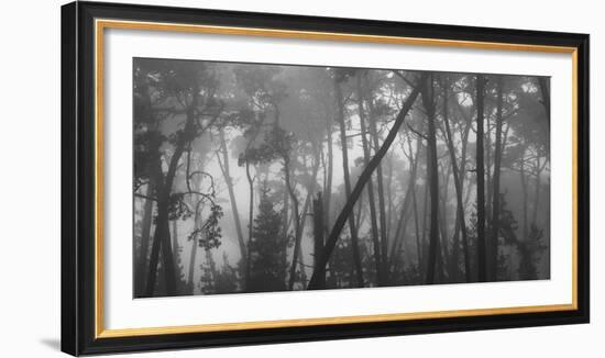 Coastal mist though Monterey pines. Monterey Coast, California, USA.-Art Wolfe-Framed Photographic Print