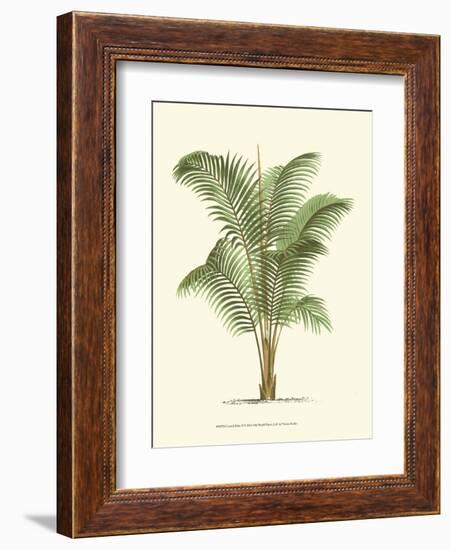 Coastal Palm II-null-Framed Art Print