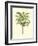 Coastal Palm III-null-Framed Premium Giclee Print