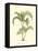 Coastal Palm IV-null-Framed Stretched Canvas