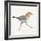 Coastal Plover I Linen-Jeanette Vertentes-Framed Art Print