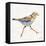 Coastal Plover I Linen-Jeanette Vertentes-Framed Stretched Canvas