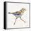 Coastal Plover I Linen-Jeanette Vertentes-Framed Stretched Canvas