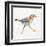 Coastal Plover I Linen-Jeanette Vertentes-Framed Art Print