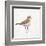 Coastal Plover III Linen-Jeanette Vertentes-Framed Art Print