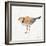 Coastal Plover IV Linen-Jeanette Vertentes-Framed Art Print