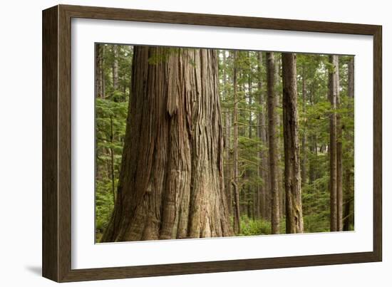 Coastal Rainforest, BC, Canada-Paul Souders-Framed Photographic Print