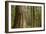 Coastal Rainforest, BC, Canada-Paul Souders-Framed Photographic Print