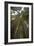 Coastal Redwood Forest, View of Trunks to Canopy-null-Framed Photographic Print