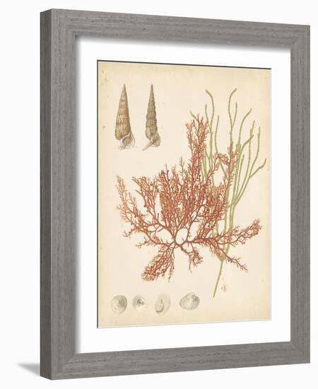 Coastal Relic III-null-Framed Art Print