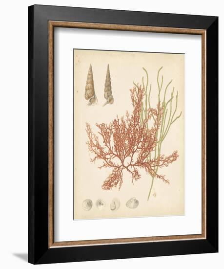 Coastal Relic III-null-Framed Art Print