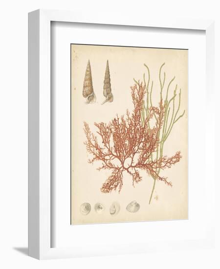 Coastal Relic III-null-Framed Art Print