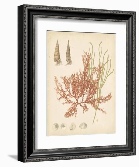 Coastal Relic III-null-Framed Art Print