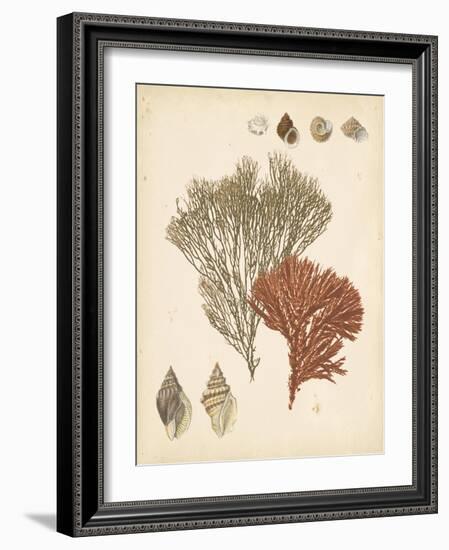 Coastal Relic IV-null-Framed Art Print