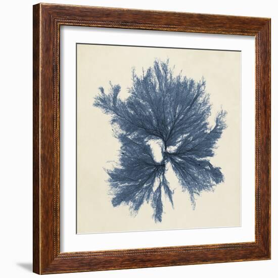 Coastal Seaweed V-Vision Studio-Framed Giclee Print