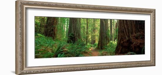 Coastal Sequoia Trees in Redwood Forest in Northern California, USA-null-Framed Photographic Print