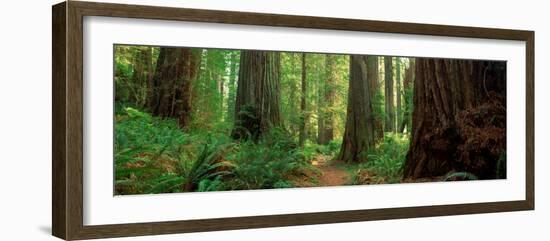 Coastal Sequoia Trees in Redwood Forest in Northern California, USA-null-Framed Photographic Print