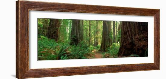 Coastal Sequoia Trees in Redwood Forest in Northern California, USA-null-Framed Photographic Print