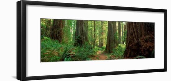 Coastal Sequoia Trees in Redwood Forest in Northern California, USA-null-Framed Photographic Print