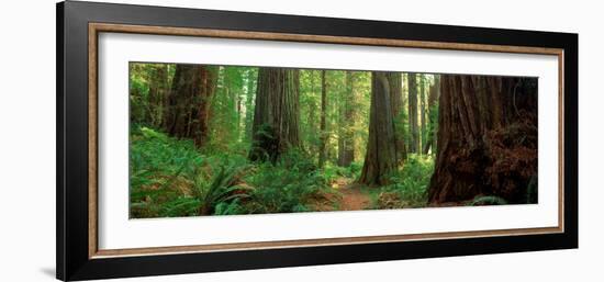 Coastal Sequoia Trees in Redwood Forest in Northern California, USA-null-Framed Photographic Print