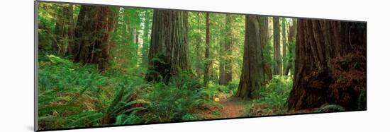 Coastal Sequoia Trees in Redwood Forest in Northern California, USA-null-Mounted Photographic Print
