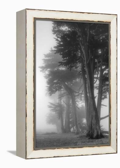 Coastal Trees-Vincent James-Framed Premier Image Canvas